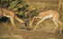 Male Gerenuks are fighting