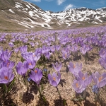 Neapolitan  Crocus (Crocus neapolitanus) formerly Crocus vernus 