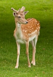 Fallow Deer