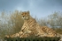 Pepo - Cheetah at WHF