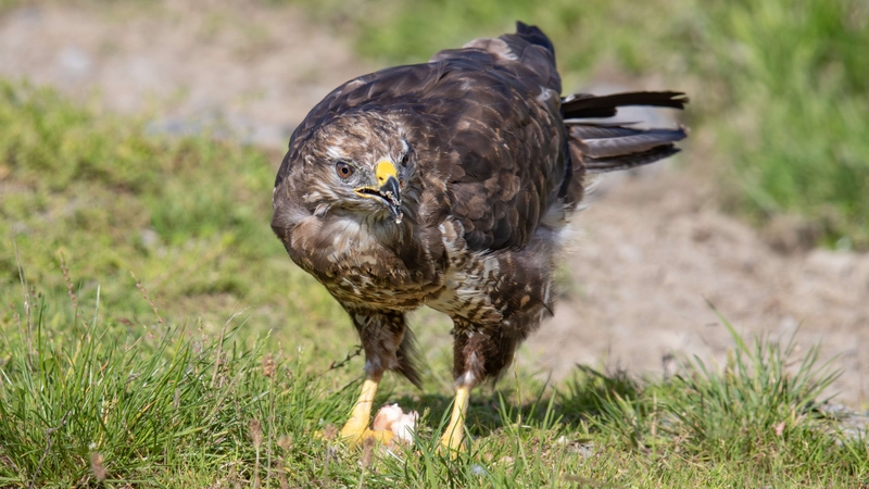 Common Buzzard - Gigrin Farm - Wales