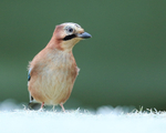Jay on frosty grass, Worcestershire