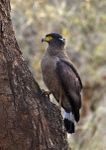 Crested Serpent Eagle