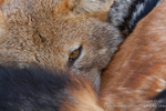 Jackal's eye
