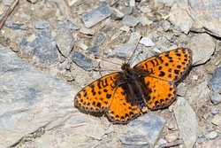 Spotted Fritillary