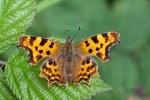 Comma -