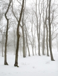 Winter 2 (Springfield Coppice)