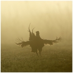 British Birds portfolio