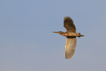 Striated Heron (adult) in flight, Mato Grosso, Brazil