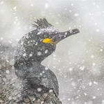 Digital-Bronze-Paul Richards-Shag Sitting out the Storm