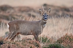 Roe Deer