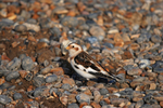 Snow Bunting