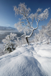 Frozen Birch