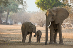 Elephant and calves