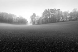 Mono Mist Trees portfolio
