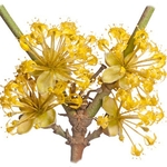 Small-leaved elm (Ulmus minor)