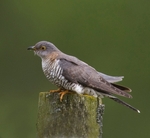 Female Cuckoo