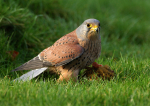 Kestrel