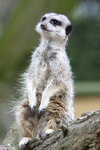 Meerkat