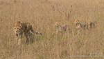 Cheetah and cubs