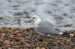 Common Gull