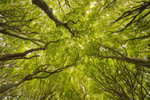 The Heart of the Forest