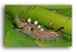 f1496 caterpiller