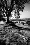 Fallen tree  _S051