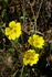 Arctic Cinquefoil 2170