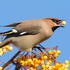 Waxwing