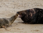 Atlantic Grey Seal