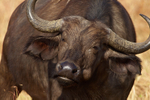 Buffalo close-up
