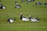 Barnacle Geese