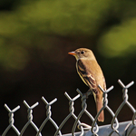Yellow-bellied Flycatcher  Empidonax flaviventris