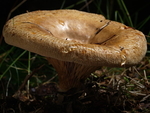 Brown Rollrim