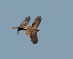 Pair of Marsh Harriers flying together, Otmoor RSPB