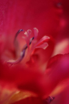 Delicacy Of Love, Seduction