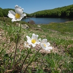 Alpine Pasque flowers (Pulsatilla alpina ssp. millefoliata)