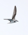 Masatierra Petrel flying, Pacific Ocean, Chile
