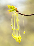 MAPLE FLOWER - NORFOLK COUNTY