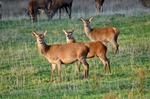 Red Deer