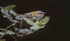 Firecrest