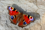 peacock butterfly Inachis io-2224