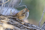 White-crowned Sparrow (immature), Bosque del Apache, New Mexico