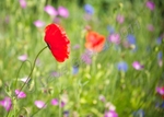 Poppy no1,  D7C_8455