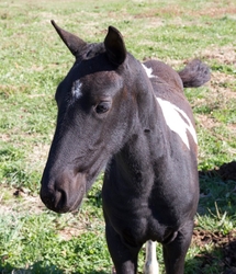 AnimalsCreatures _0015