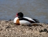 Shelduck