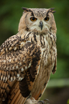 european eagle owl Bubo bubo owl-6390