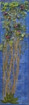 Majorelle Gardens - Bougainvillea
