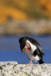 Rock Shag scratching, Carcass Island, Falklands